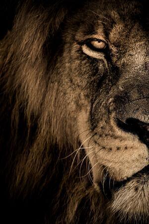 African Wild Lion Head Modular Picture - HEPSIBAH SHOP