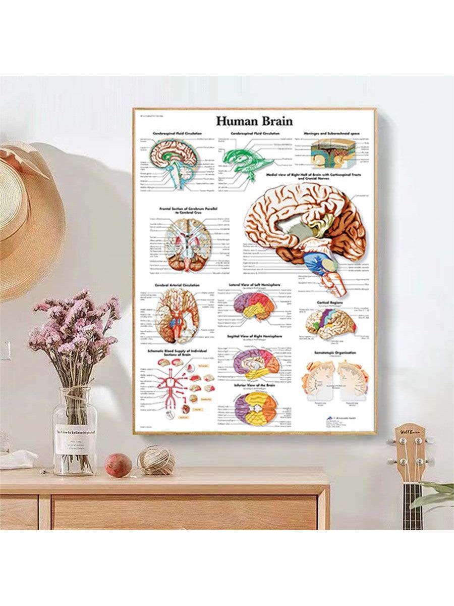 1pc Introduction to Anatomy of Human Brain System Knowledge Canvas Posters,HD Unframed