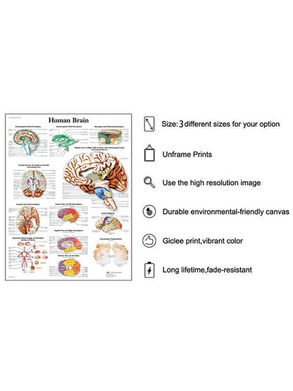 1pc Introduction to Anatomy of Human Brain System Knowledge Canvas Posters,HD Unframed