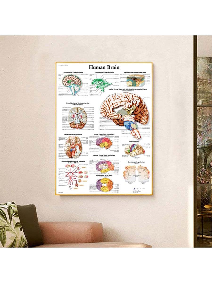 1pc Introduction to Anatomy of Human Brain System Knowledge Canvas Posters,HD Unframed