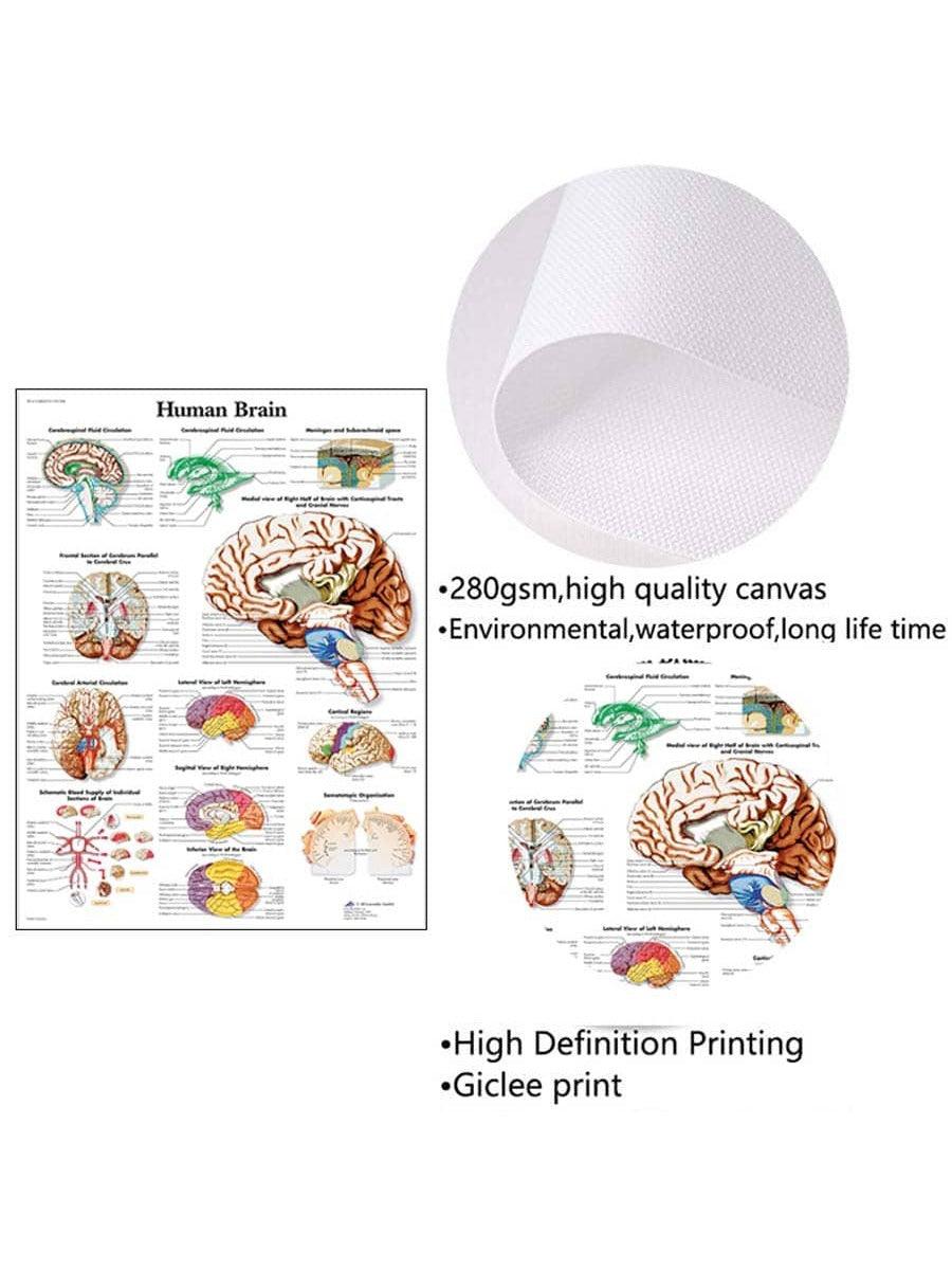 1pc Introduction to Anatomy of Human Brain System Knowledge Canvas Posters,HD Unframed