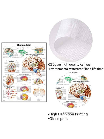 1pc Introduction to Anatomy of Human Brain System Knowledge Canvas Posters,HD Unframed