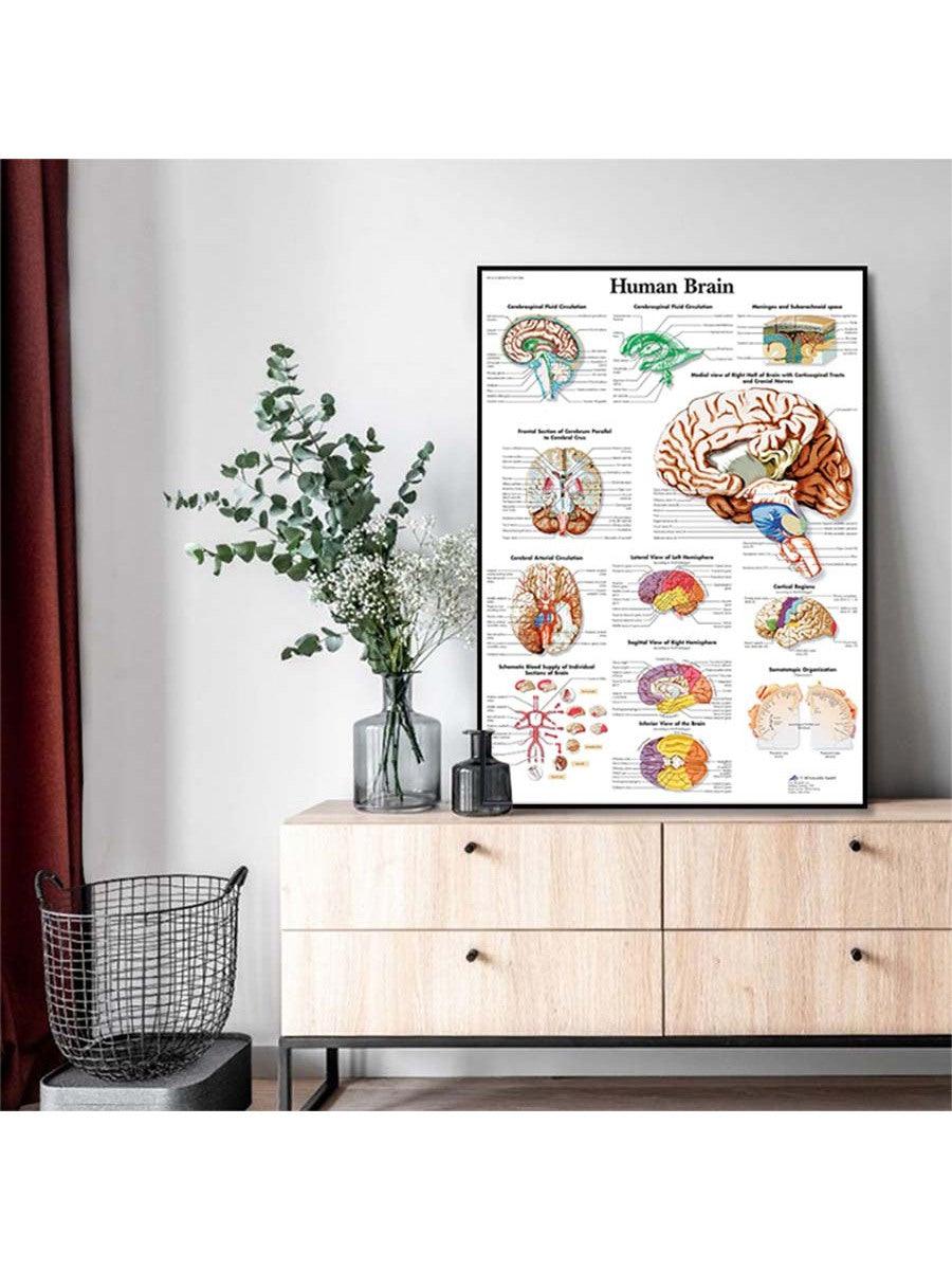 1pc Introduction to Anatomy of Human Brain System Knowledge Canvas Posters,HD Unframed