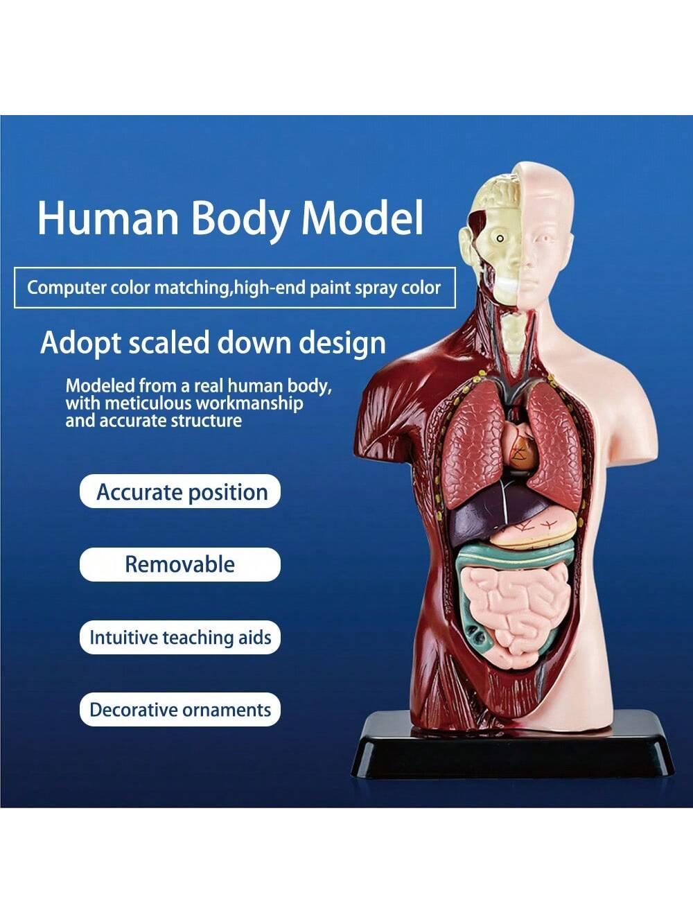 1pc Half-Body Human Organ, Bone And Skeleton Model Set Science Education Medical Teaching Diy Assembly Toy,Science,Anatomy,Toys,Science Kit,Anatomy Book,Body Anatomy,Anatomy Toy,Science Experiment,Skeleton Toys