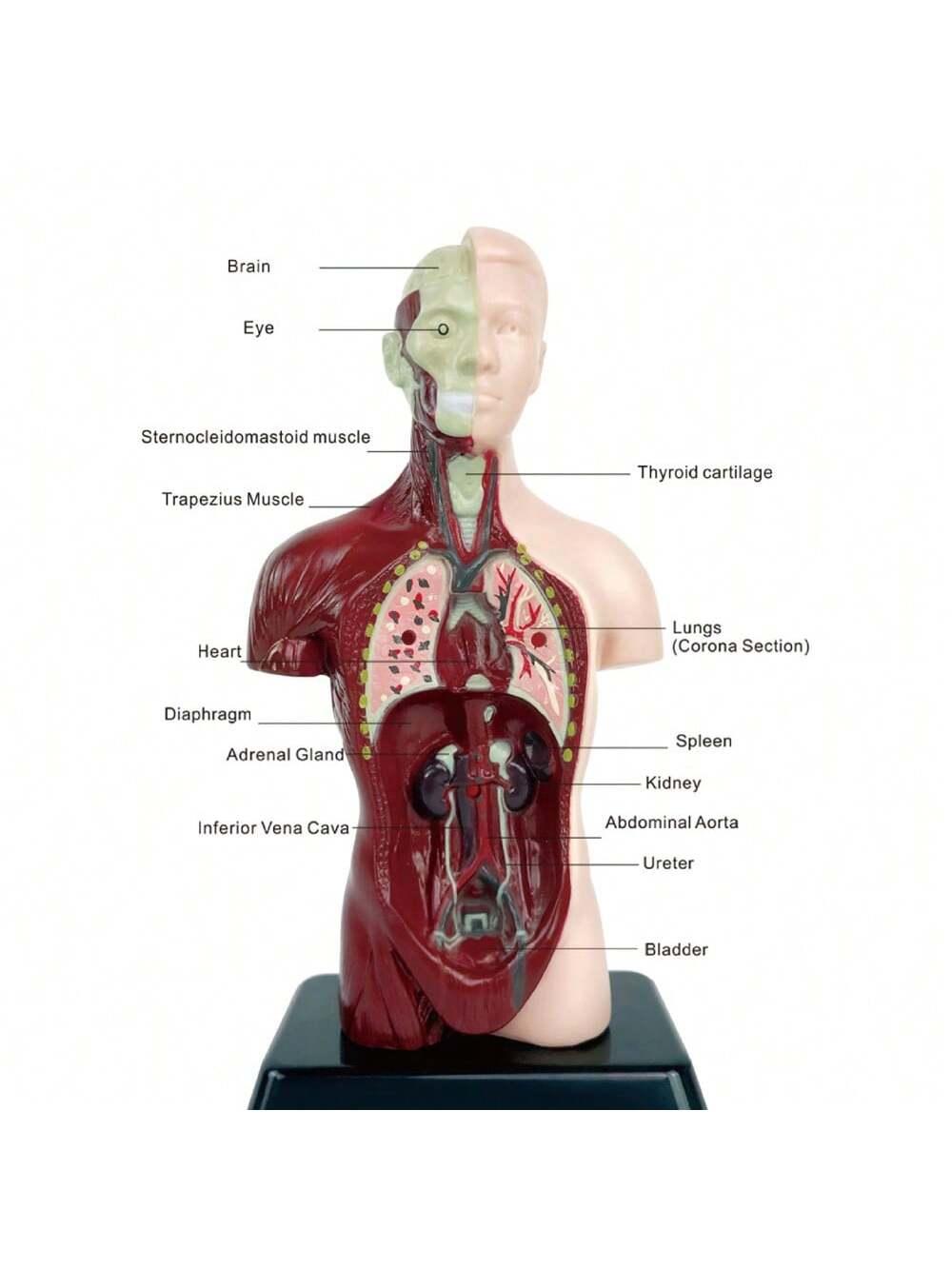 1pc Half-Body Human Organ, Bone And Skeleton Model Set Science Education Medical Teaching Diy Assembly Toy,Science,Anatomy,Toys,Science Kit,Anatomy Book,Body Anatomy,Anatomy Toy,Science Experiment,Skeleton Toys