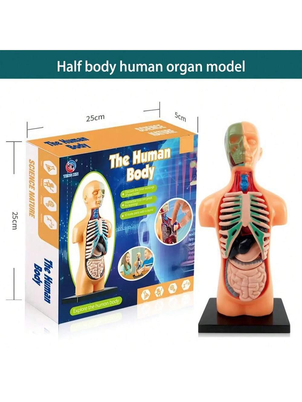 1pc Half-Body Human Organ, Bone And Skeleton Model Set Science Education Medical Teaching Diy Assembly Toy,Science,Anatomy,Toys,Science Kit,Anatomy Book,Body Anatomy,Anatomy Toy,Science Experiment,Skeleton Toys