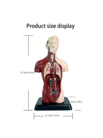 1pc Half-Body Human Organ, Bone And Skeleton Model Set Science Education Medical Teaching Diy Assembly Toy,Science,Anatomy,Toys,Science Kit,Anatomy Book,Body Anatomy,Anatomy Toy,Science Experiment,Skeleton Toys