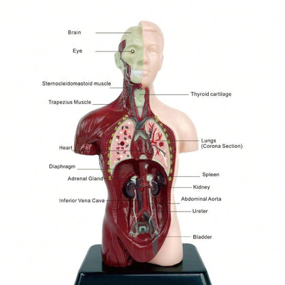 1pc Half-Body Human Organ, Bone And Skeleton Model Set Science Education Medical Teaching Diy Assembly Toy,Science,Anatomy,Toys,Science Kit,Anatomy Book,Body Anatomy,Anatomy Toy,Science Experiment,Skeleton Toys