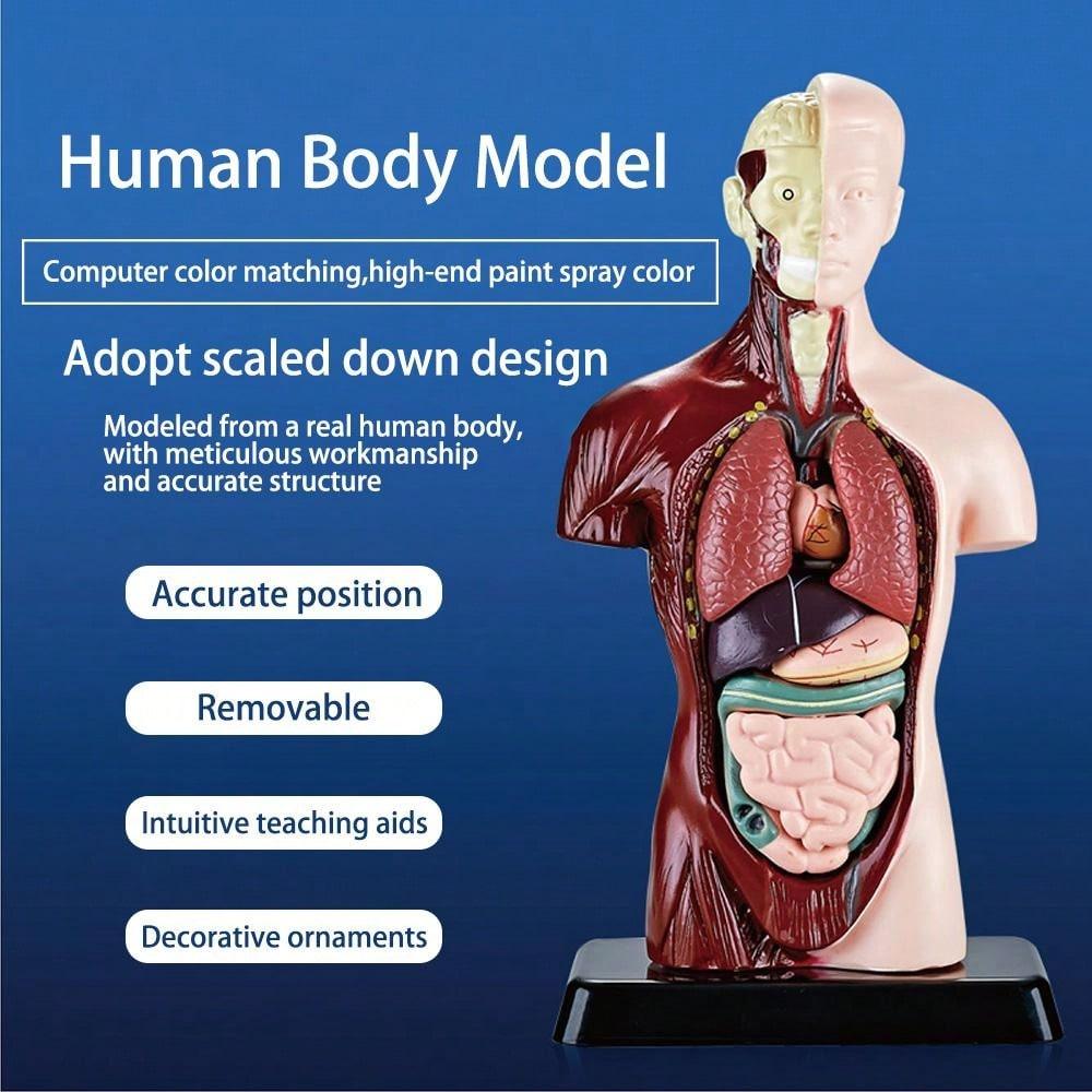 1pc Half-Body Human Organ, Bone And Skeleton Model Set Science Education Medical Teaching Diy Assembly Toy,Science,Anatomy,Toys,Science Kit,Anatomy Book,Body Anatomy,Anatomy Toy,Science Experiment,Skeleton Toys