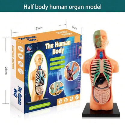 1pc Half-Body Human Organ, Bone And Skeleton Model Set Science Education Medical Teaching Diy Assembly Toy,Science,Anatomy,Toys,Science Kit,Anatomy Book,Body Anatomy,Anatomy Toy,Science Experiment,Skeleton Toys