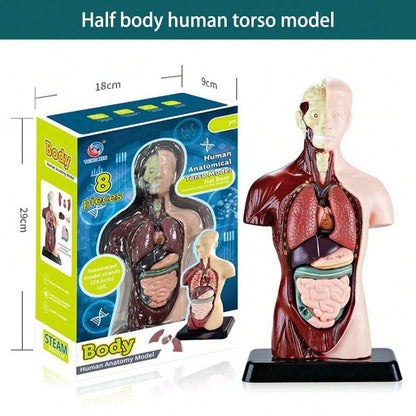 1pc Half-Body Human Organ, Bone And Skeleton Model Set Science Education Medical Teaching Diy Assembly Toy,Science,Anatomy,Toys,Science Kit,Anatomy Book,Body Anatomy,Anatomy Toy,Science Experiment,Skeleton Toys