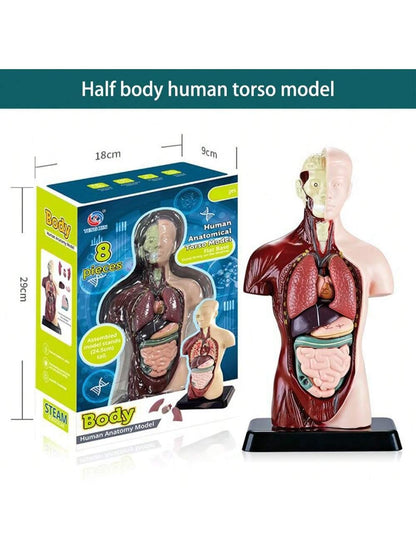 1pc Half-Body Human Organ, Bone And Skeleton Model Set Science Education Medical Teaching Diy Assembly Toy,Science,Anatomy,Toys,Science Kit,Anatomy Book,Body Anatomy,Anatomy Toy,Science Experiment,Skeleton Toys