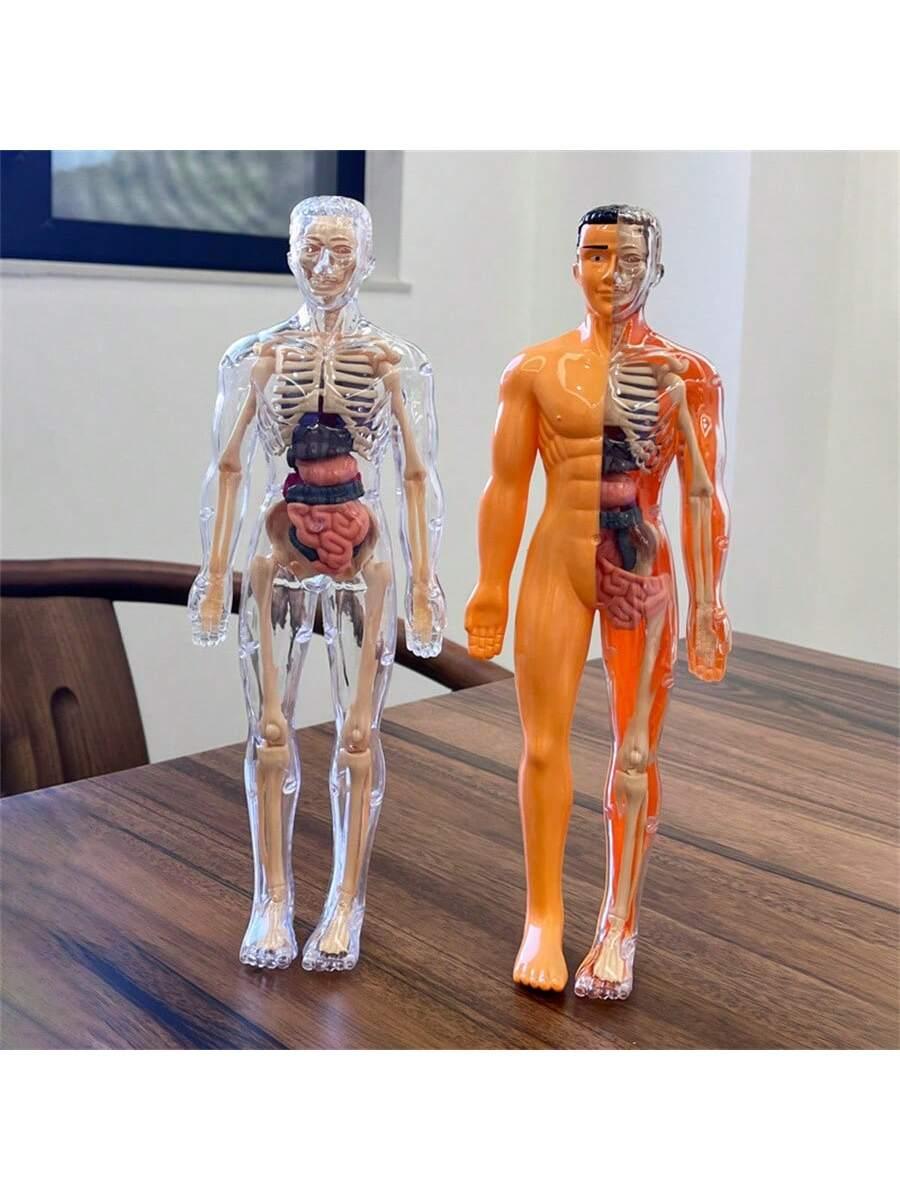 Human Skeleton Organ Model Toy Science Education Cognitive Assembly Skeleton Structure Toy ,Anatomy,Science,Toys,Education,Science Experiment,Anatomia