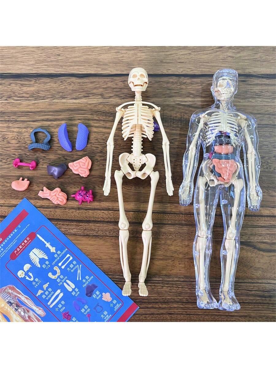 Human Skeleton Organ Model Toy Science Education Cognitive Assembly Skeleton Structure Toy ,Anatomy,Science,Toys,Education,Science Experiment,Anatomia