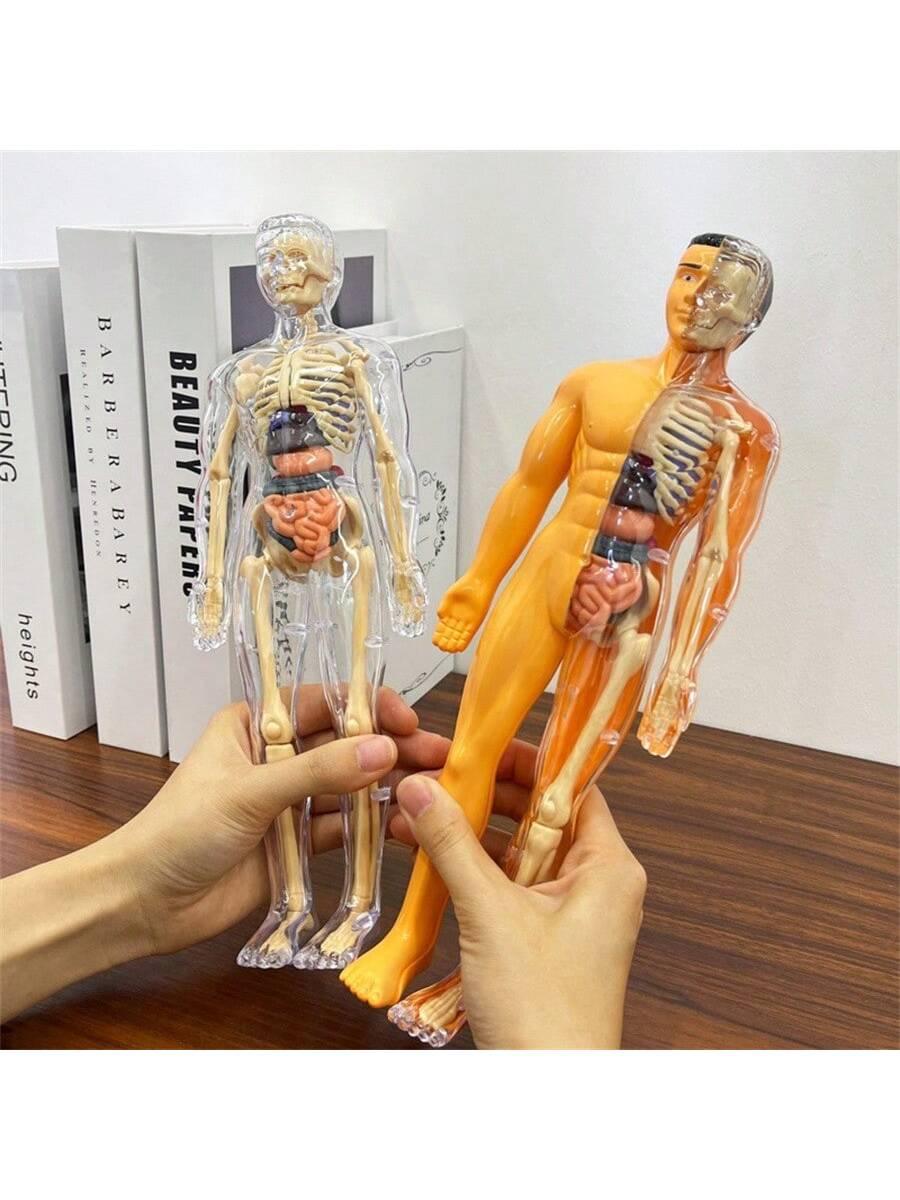 Human Skeleton Organ Model Toy Science Education Cognitive Assembly Skeleton Structure Toy ,Anatomy,Science,Toys,Education,Science Experiment,Anatomia