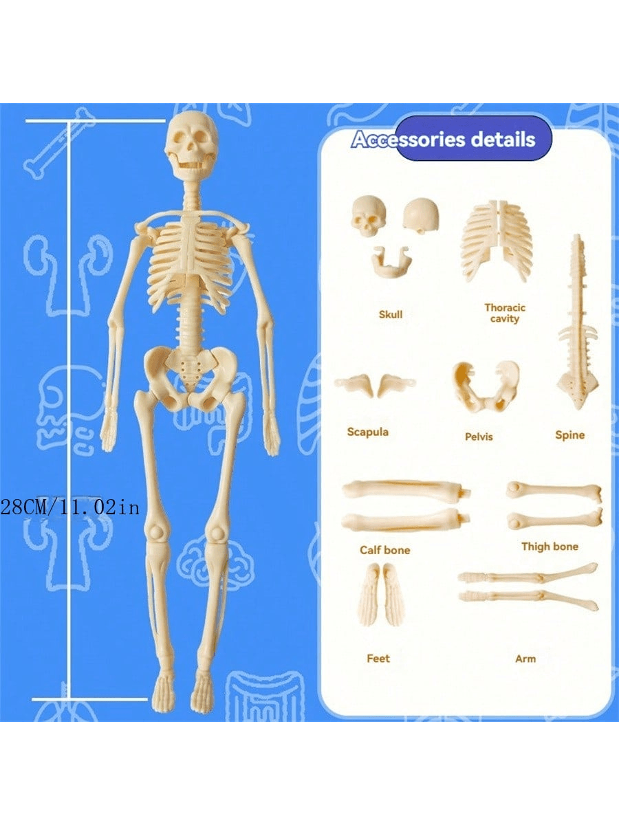 Human Skeleton Organ Model Toy Science Education Cognitive Assembly Skeleton Structure Toy ,Anatomy,Science,Toys,Education,Science Experiment,Anatomia