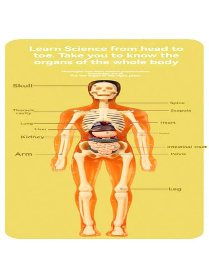 Human Skeleton Organ Model Toy Science Education Cognitive Assembly Skeleton Structure Toy ,Anatomy,Science,Toys,Education,Science Experiment,Anatomia