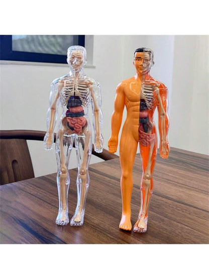 Human Skeleton Organ Model Toy Science Education Cognitive Assembly Skeleton Structure Toy ,Anatomy,Science,Toys,Education,Science Experiment,Anatomia