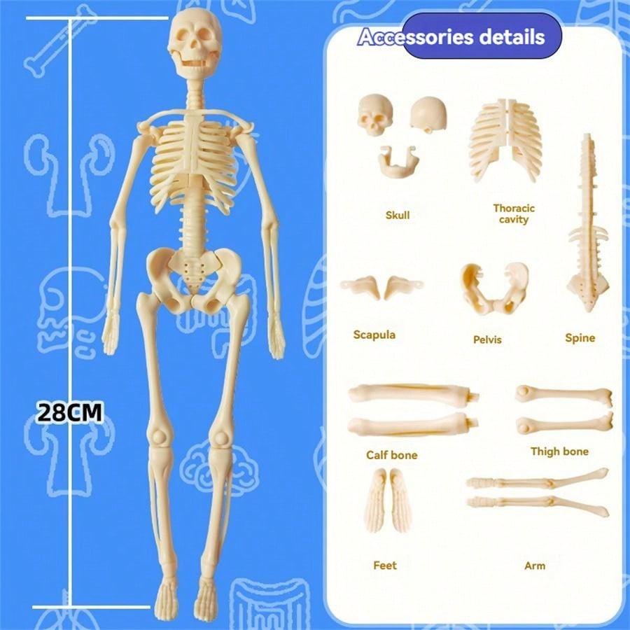 Human Skeleton Organ Model Toy Science Education Cognitive Assembly Skeleton Structure Toy ,Anatomy,Science,Toys,Education,Science Experiment,Anatomia