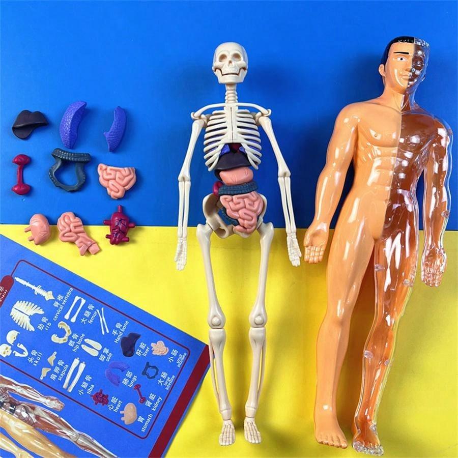 Human Skeleton Organ Model Toy Science Education Cognitive Assembly Skeleton Structure Toy ,Anatomy,Science,Toys,Education,Science Experiment,Anatomia