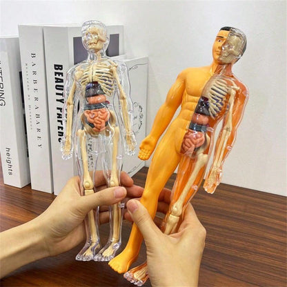 Human Skeleton Organ Model Toy Science Education Cognitive Assembly Skeleton Structure Toy ,Anatomy,Science,Toys,Education,Science Experiment,Anatomia