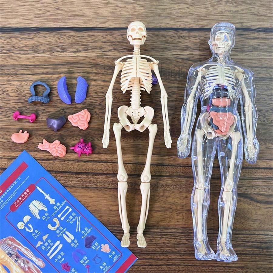 Human Skeleton Organ Model Toy Science Education Cognitive Assembly Skeleton Structure Toy ,Anatomy,Science,Toys,Education,Science Experiment,Anatomia