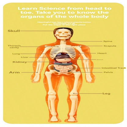 Human Skeleton Organ Model Toy Science Education Cognitive Assembly Skeleton Structure Toy ,Anatomy,Science,Toys,Education,Science Experiment,Anatomia