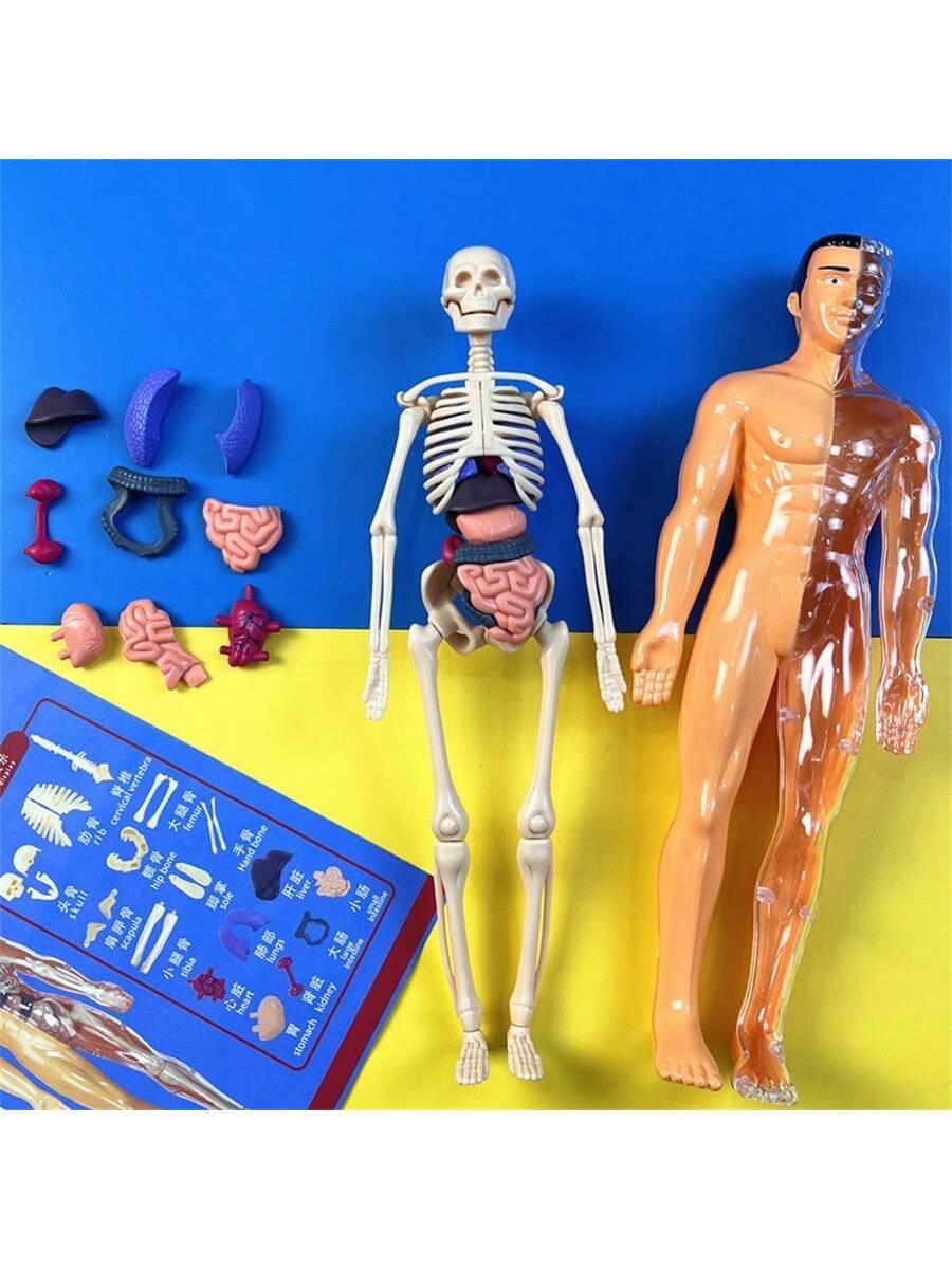 Human Skeleton Organ Model Toy Science Education Cognitive Assembly Skeleton Structure Toy ,Anatomy,Science,Toys,Education,Science Experiment,Anatomia