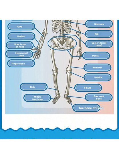 Mini Human Body Skeleton Model, Full-Body Realistic Bone Structure Toy For Education ,Skeleton,Anatomy,Anatomy Model,Anatomia,Full Size Skeleton,Anatomie