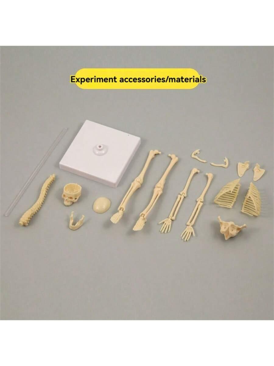 Mini Human Body Skeleton Model, Full-Body Realistic Bone Structure Toy For Education ,Skeleton,Anatomy,Anatomy Model,Anatomia,Full Size Skeleton,Anatomie