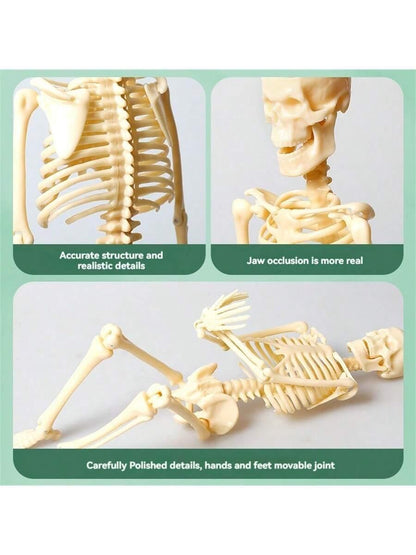 Mini Human Body Skeleton Model, Full-Body Realistic Bone Structure Toy For Education ,Skeleton,Anatomy,Anatomy Model,Anatomia,Full Size Skeleton,Anatomie