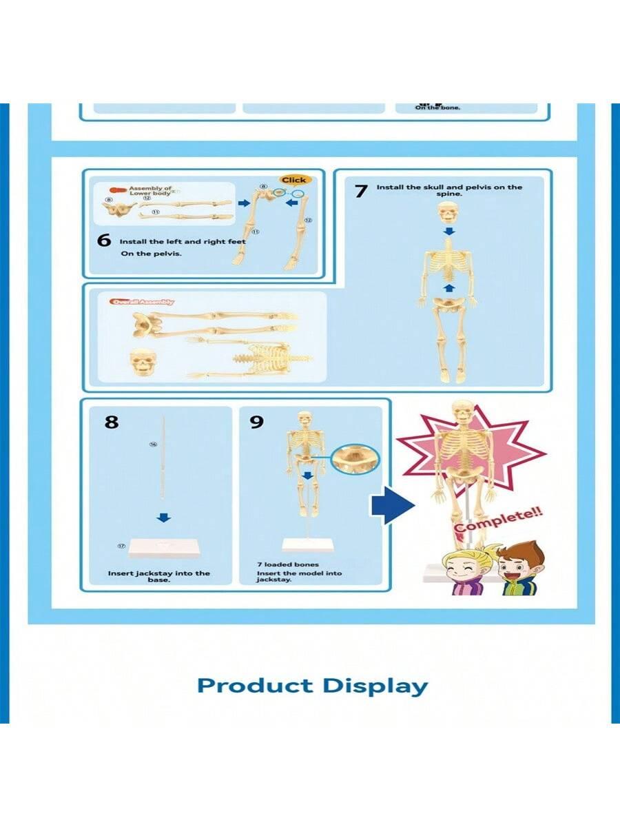 Mini Human Body Skeleton Model, Full-Body Realistic Bone Structure Toy For Education ,Skeleton,Anatomy,Anatomy Model,Anatomia,Full Size Skeleton,Anatomie