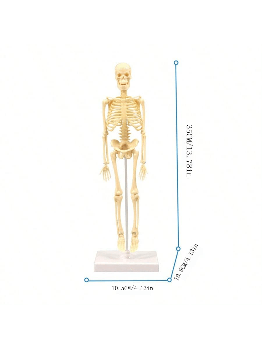 Mini Human Body Skeleton Model, Full-Body Realistic Bone Structure Toy For Education ,Skeleton,Anatomy,Anatomy Model,Anatomia,Full Size Skeleton,Anatomie