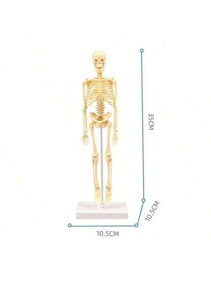 Mini Human Body Skeleton Model, Full-Body Realistic Bone Structure Toy For Education ,Skeleton,Anatomy,Anatomy Model,Anatomia,Full Size Skeleton,Anatomie