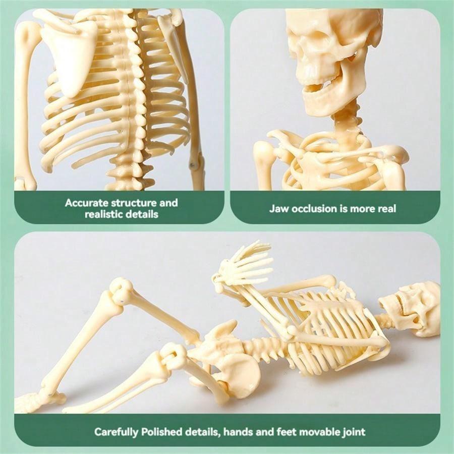 Mini Human Body Skeleton Model, Full-Body Realistic Bone Structure Toy For Education ,Skeleton,Anatomy,Anatomy Model,Anatomia,Full Size Skeleton,Anatomie