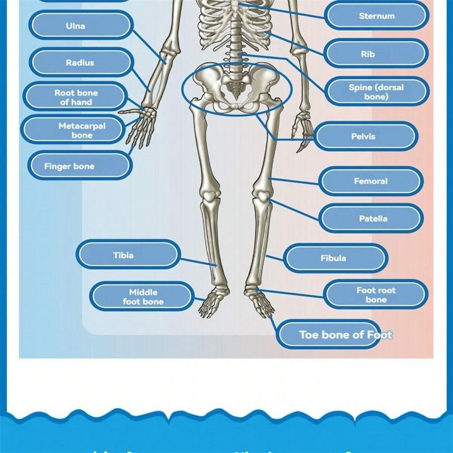 Mini Human Body Skeleton Model, Full-Body Realistic Bone Structure Toy For Education ,Skeleton,Anatomy,Anatomy Model,Anatomia,Full Size Skeleton,Anatomie