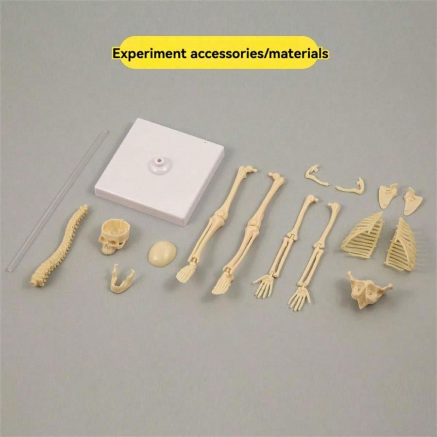 Mini Human Body Skeleton Model, Full-Body Realistic Bone Structure Toy For Education ,Skeleton,Anatomy,Anatomy Model,Anatomia,Full Size Skeleton,Anatomie