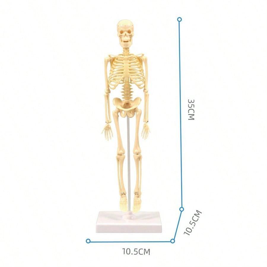 Mini Human Body Skeleton Model, Full-Body Realistic Bone Structure Toy For Education ,Skeleton,Anatomy,Anatomy Model,Anatomia,Full Size Skeleton,Anatomie