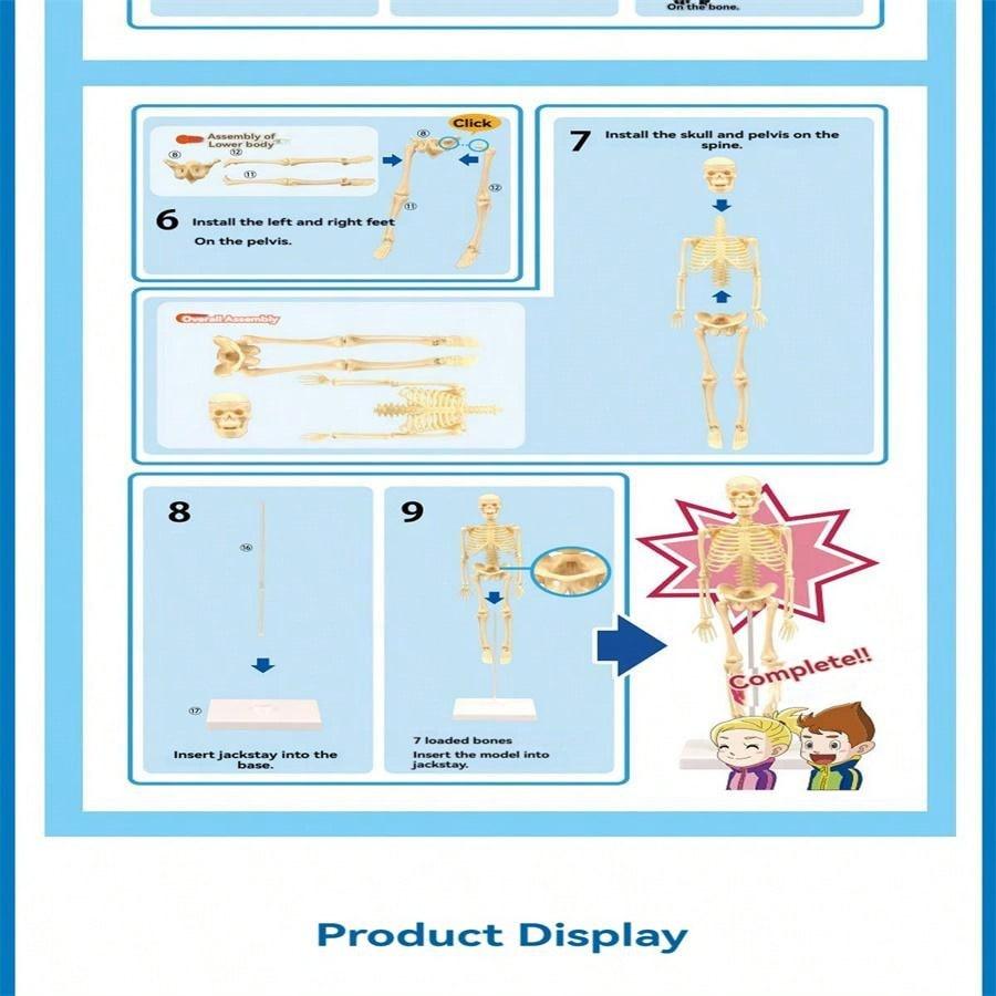 Mini Human Body Skeleton Model, Full-Body Realistic Bone Structure Toy For Education ,Skeleton,Anatomy,Anatomy Model,Anatomia,Full Size Skeleton,Anatomie