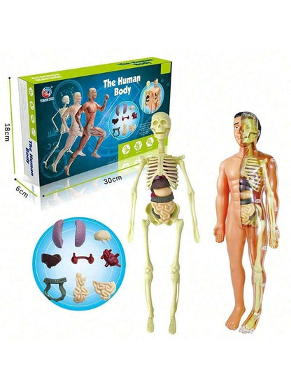 1pc Half-Body Human Organ, Bone And Skeleton Model Set Science Education Medical Teaching Diy Assembly Toy,Science,Anatomy,Toys,Science Kit,Anatomy Book,Body Anatomy,Anatomy Toy,Science Experiment,Skeleton Toys