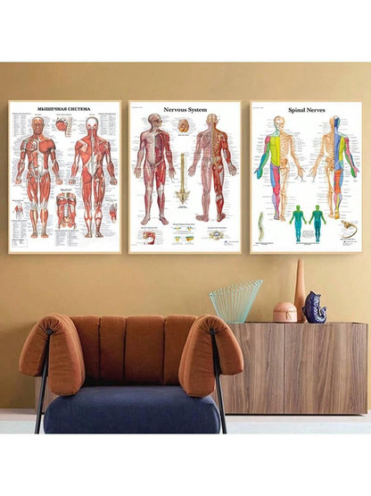 4pcs Human Torso And Upper And Lower Limb Nervous System Front And Rear View Posters Full Body Muscle Anatomy Illustrations Wall Art Unframed Canvas Paintings