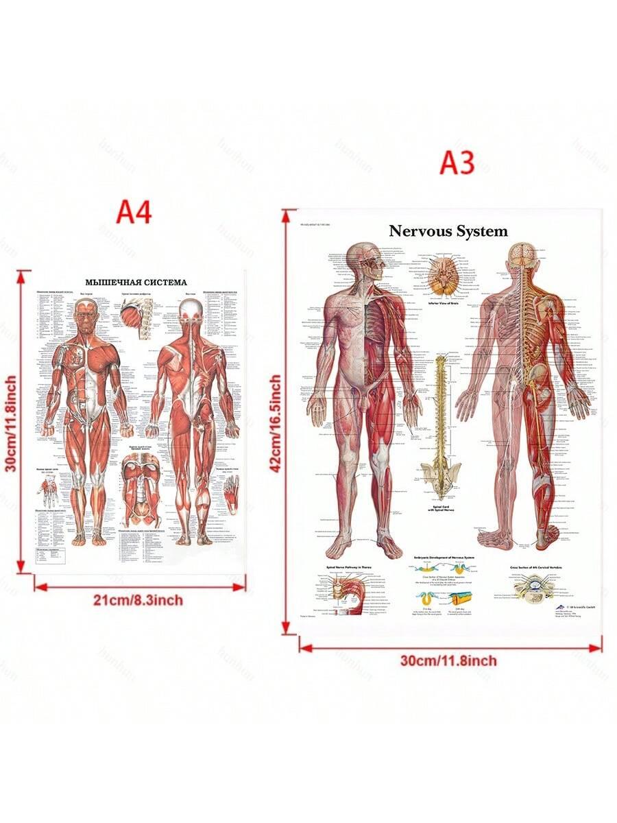 4pcs Human Torso And Upper And Lower Limb Nervous System Front And Rear View Posters Full Body Muscle Anatomy Illustrations Wall Art Unframed Canvas Paintings