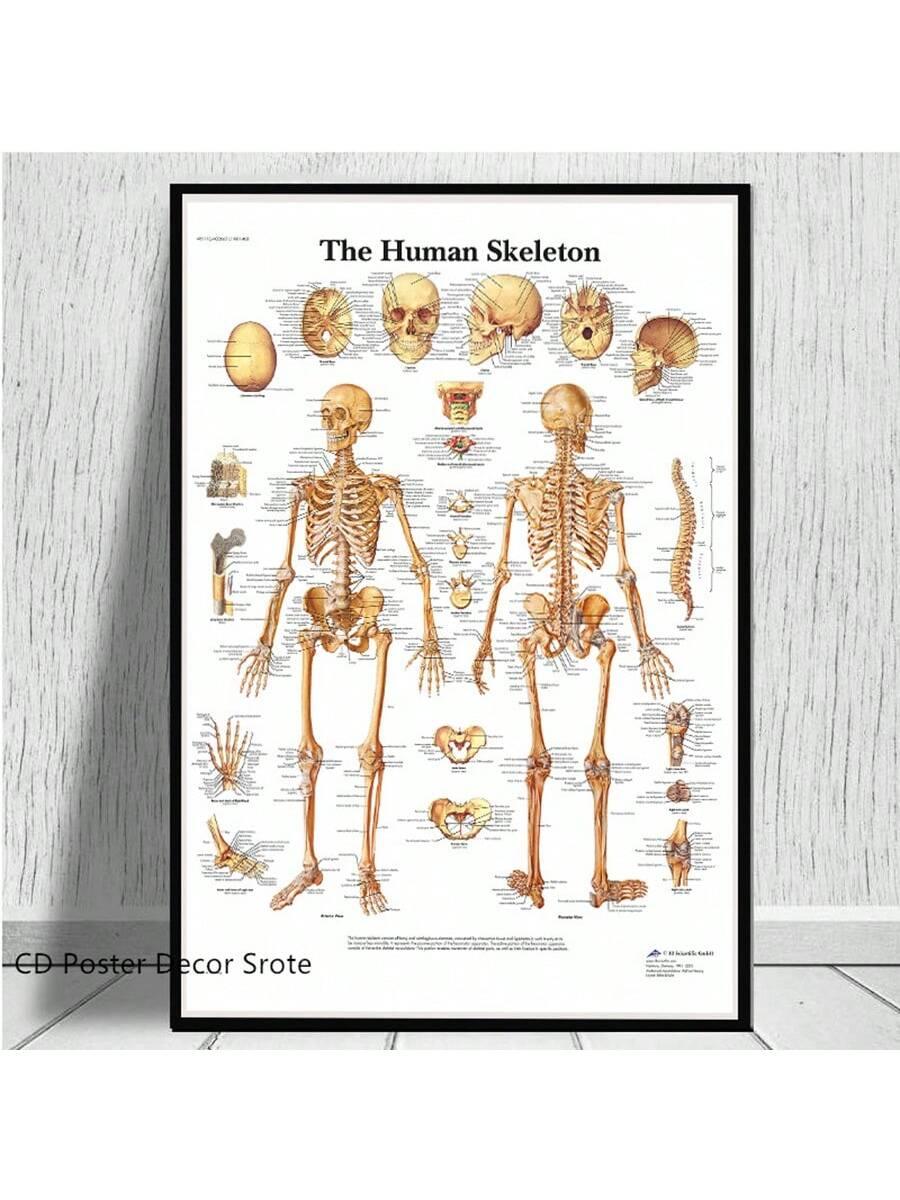 4pcs Human Torso And Upper And Lower Limb Nervous System Front And Rear View Posters Full Body Muscle Anatomy Illustrations Wall Art Unframed Canvas Paintings