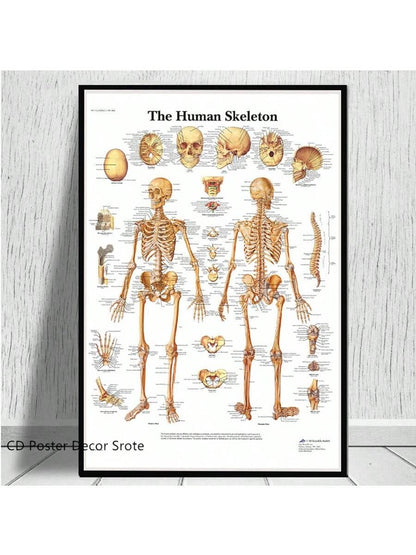 4pcs Human Torso And Upper And Lower Limb Nervous System Front And Rear View Posters Full Body Muscle Anatomy Illustrations Wall Art Unframed Canvas Paintings