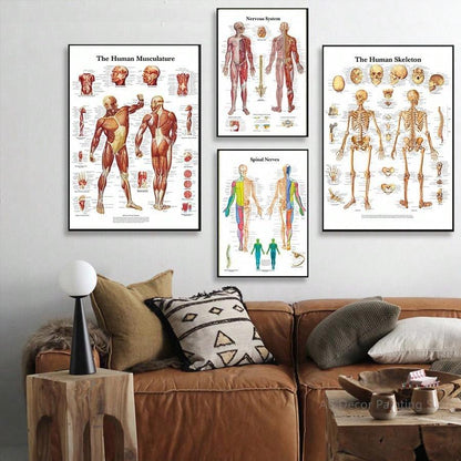 4pcs Human Torso And Upper And Lower Limb Nervous System Front And Rear View Posters Full Body Muscle Anatomy Illustrations Wall Art Unframed Canvas Paintings