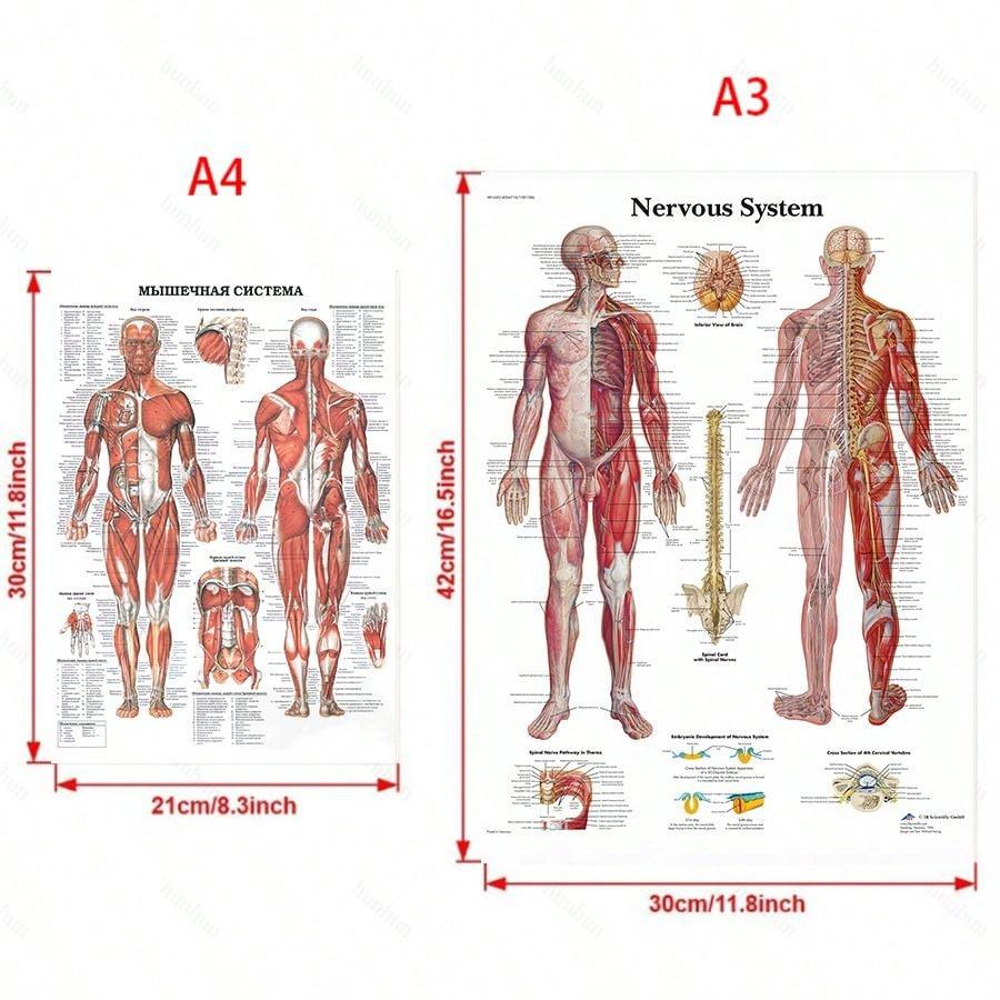 4pcs Human Torso And Upper And Lower Limb Nervous System Front And Rear View Posters Full Body Muscle Anatomy Illustrations Wall Art Unframed Canvas Paintings