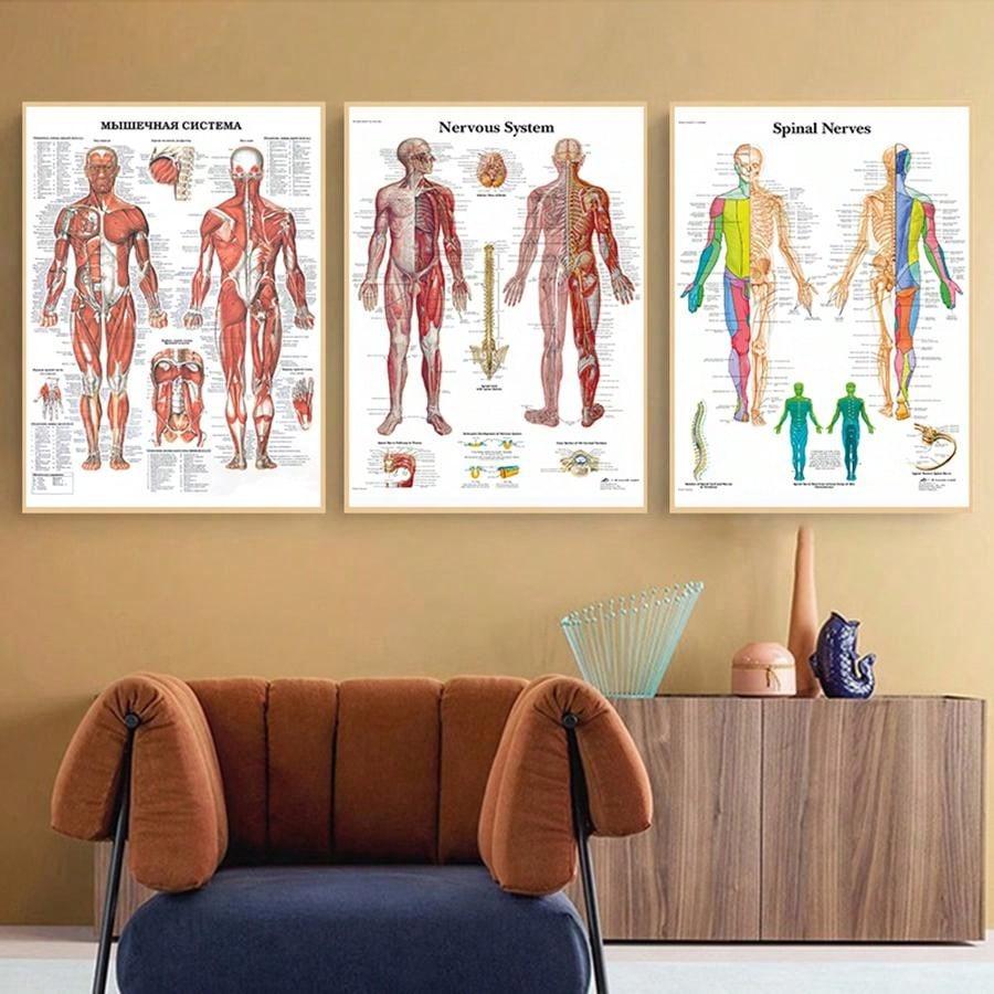 4pcs Human Torso And Upper And Lower Limb Nervous System Front And Rear View Posters Full Body Muscle Anatomy Illustrations Wall Art Unframed Canvas Paintings