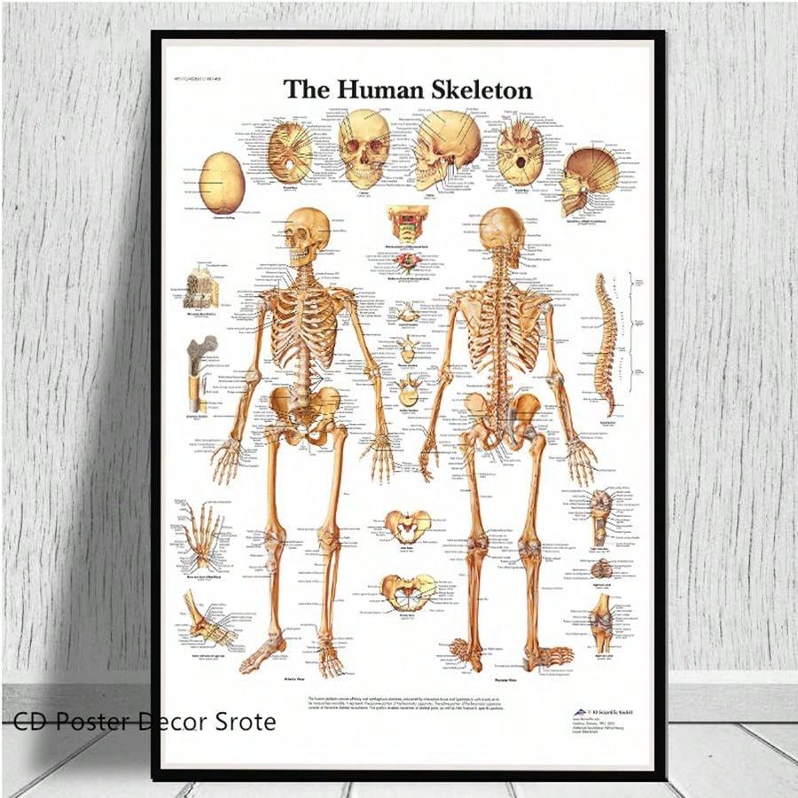 4pcs Human Torso And Upper And Lower Limb Nervous System Front And Rear View Posters Full Body Muscle Anatomy Illustrations Wall Art Unframed Canvas Paintings