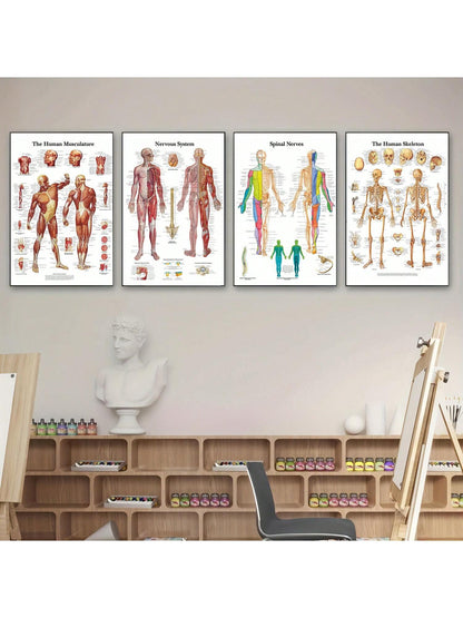 4pcs Human Torso And Upper And Lower Limb Nervous System Front And Rear View Posters Full Body Muscle Anatomy Illustrations Wall Art Unframed Canvas Paintings