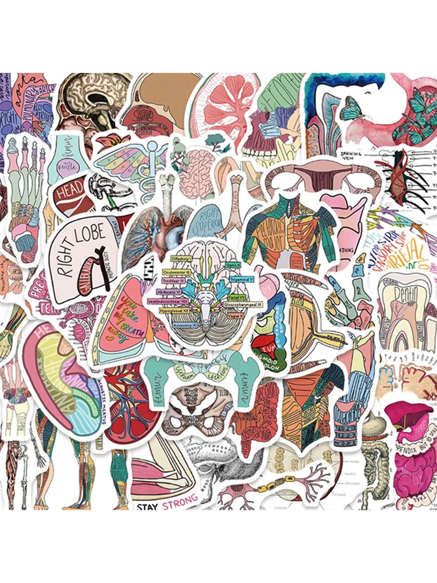 Anatomy Stickers |50Pcs Human Body Organ Waterproof Vinyl Decals For Water Bottles Bicycle Laptop Refrigerator Luggage Computer Mobile Phone Skateboard Bike Decor